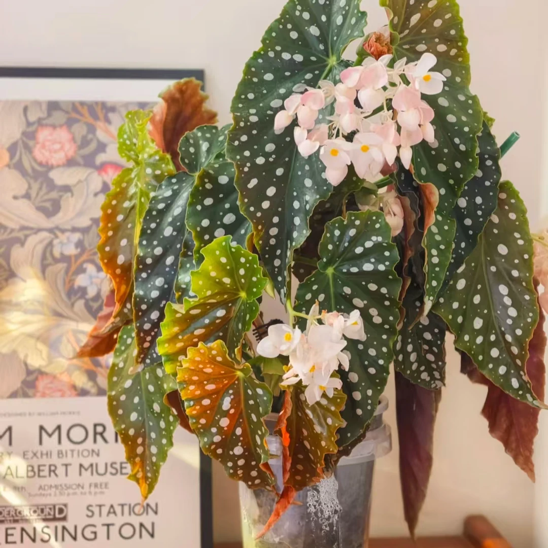 【热植馆】粉旗鱼秋海棠好养室内ins风植物