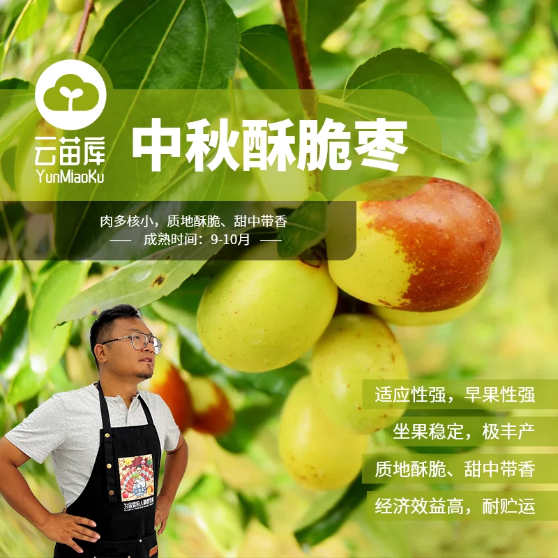 云苗库中秋酥脆枣容器苗南方可种植枣树苗阳台盆栽甜度高单株挂果
