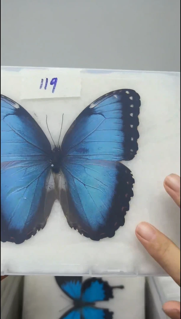 木展翅品一图一物119