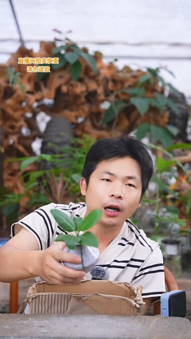 当前无花栽培后可以开花富贵榕330+