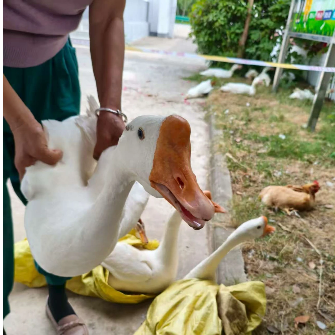 %￥（书记助农）散养青草鹅