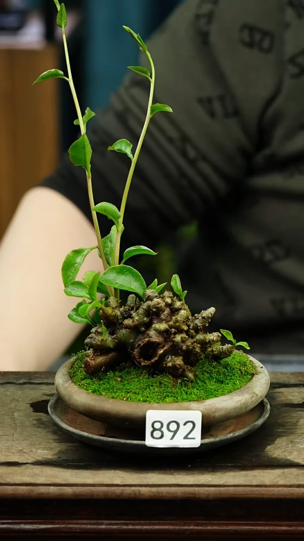 【闪购商品】苔藓微景观892号