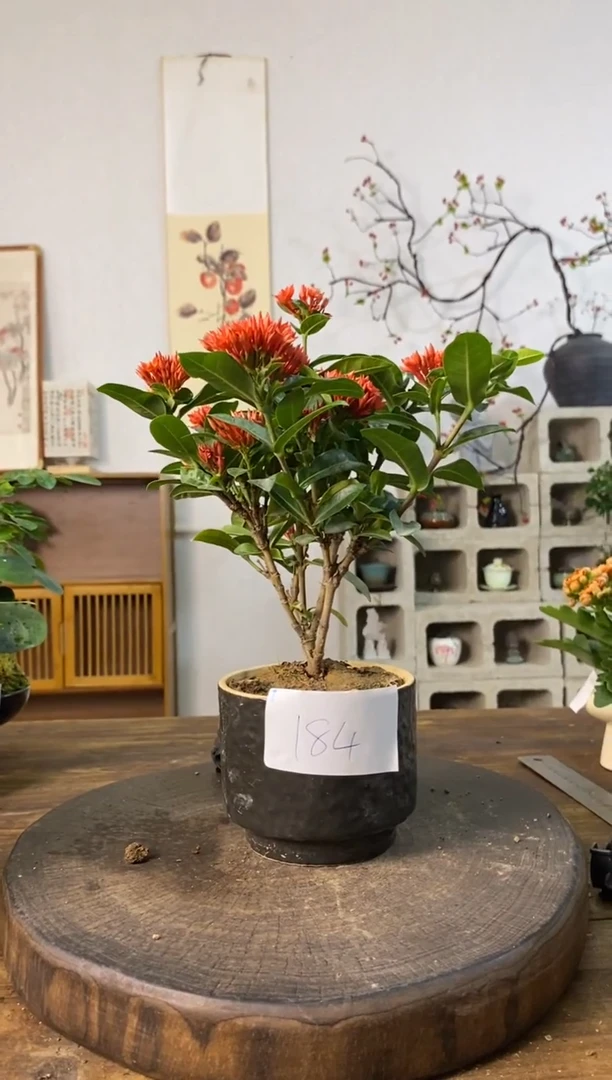 当前无花栽培后可以开花184
