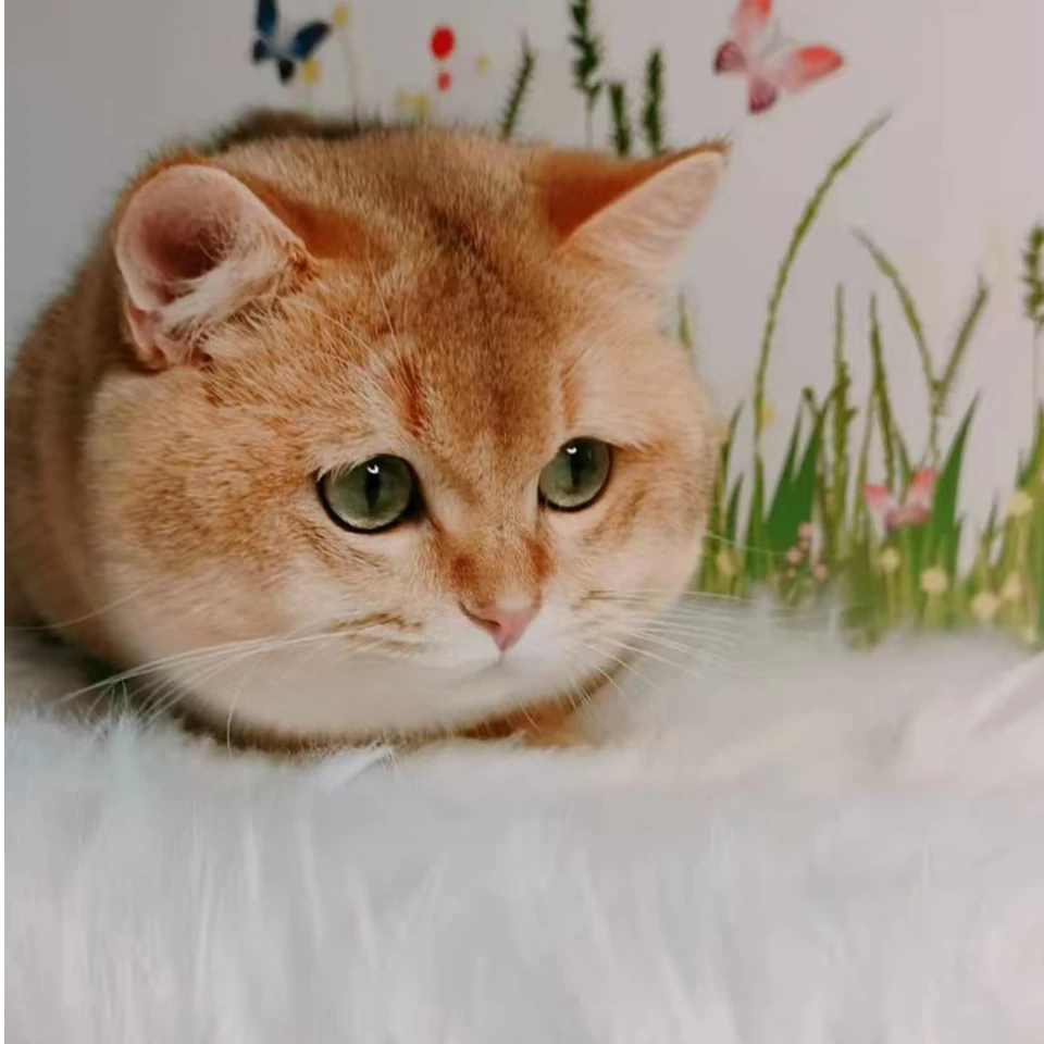 A 宠物猫 英短猫 矮脚猫 金渐层 蓝金 紫金 乳白