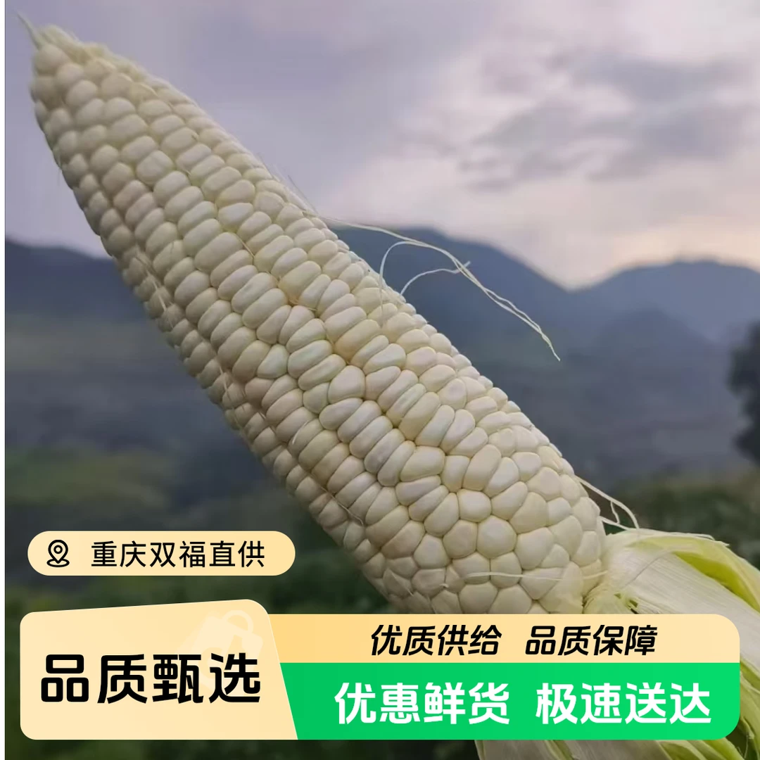 【二姐甄选 武隆928鲜玉米】甜糯玉米 香甜软糯 大自然高山馈赠重庆市