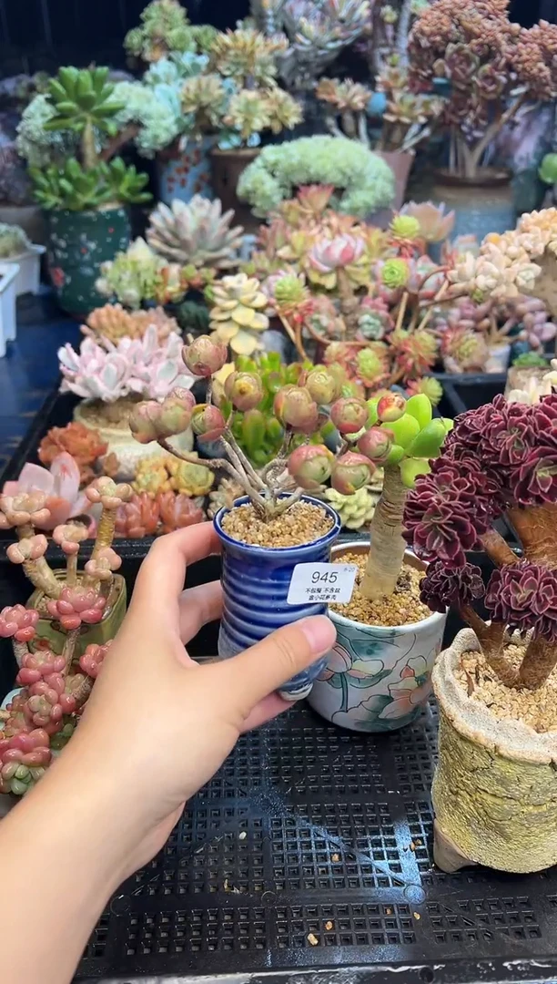 菡*945            不带盆