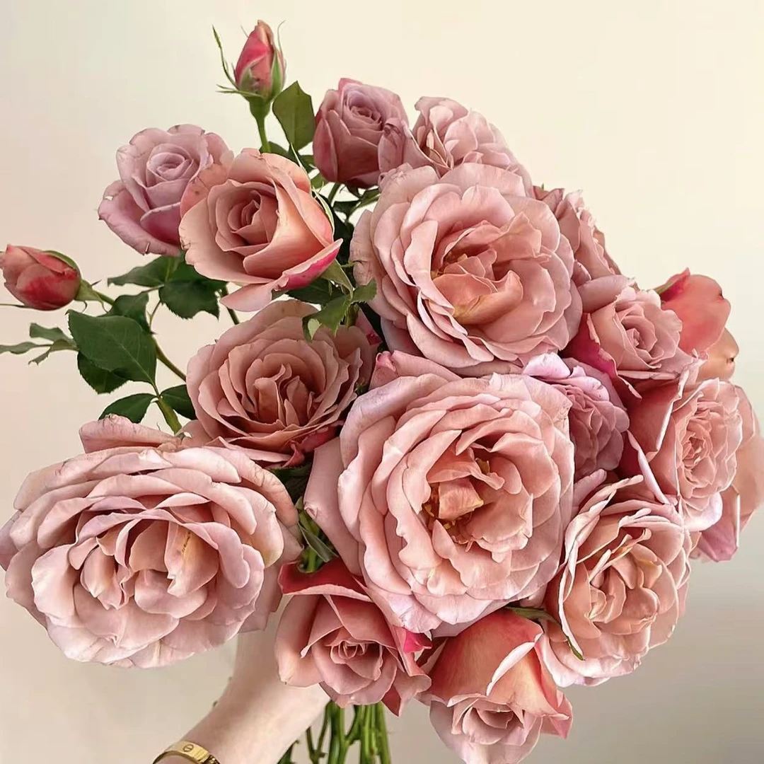 可可洛可 中苗 四季开花浓香月季