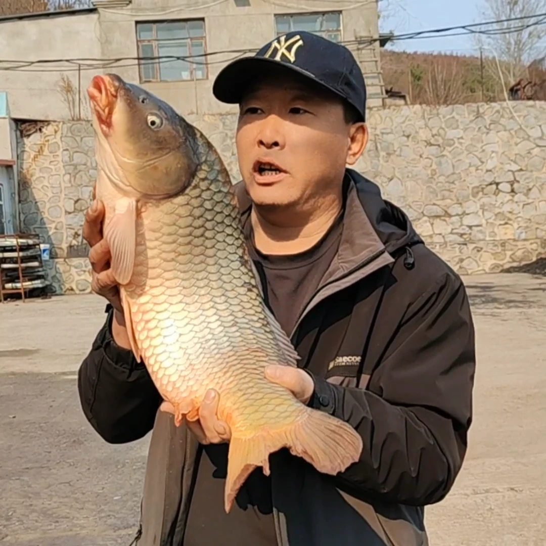 抚远江鲤鱼 现称现卖 可选冰鲜或速冻发货