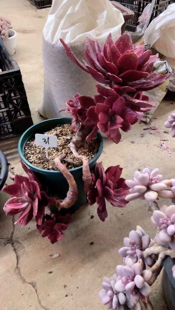 【闪购商品】31号钻石锦￥238