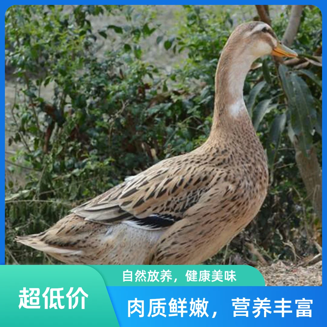 农村放养老鸭自然生长五谷喂养新鲜宰杀无内脏