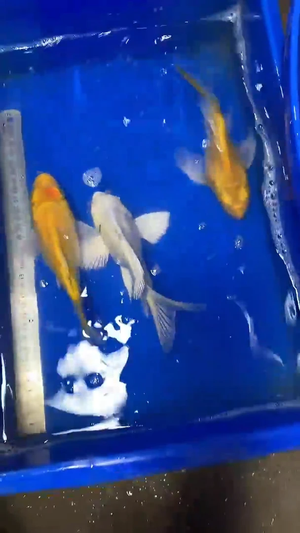 蝴蝶鲤鱼蝴蝶鲤直播选鱼专用链接 凭开箱视频售后
