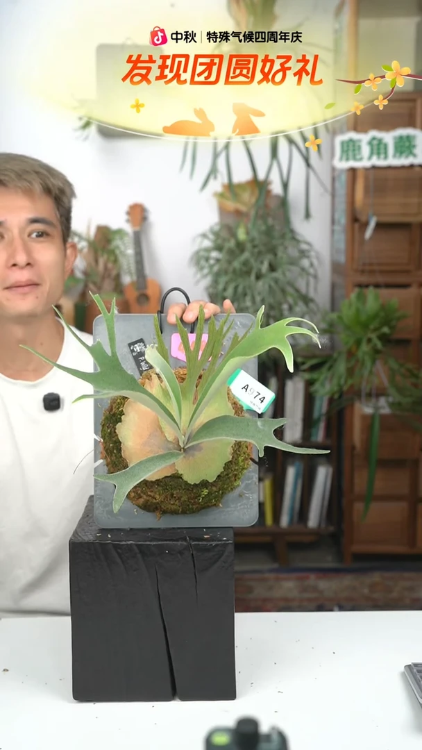 不开花植物A974-野猴孢子苗