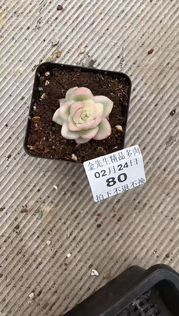 【闪购商品】0224-80锦70#（糯米专拍）