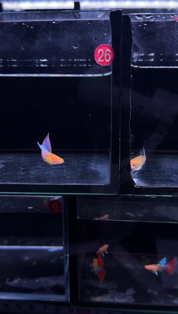 孔雀鱼12号彩虹1对 新疆西藏青海贵州海南不要拍