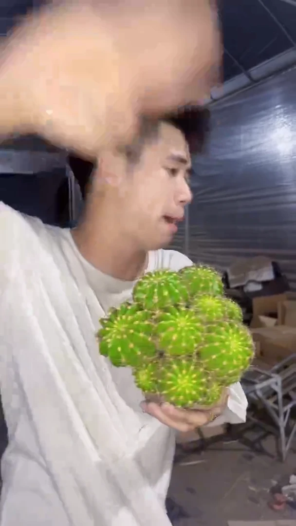 多头 席克氏彩草
