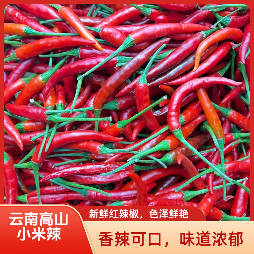 云南本地高原新鲜现摘特辣特辣新鲜辣椒小米辣椒采摘种植