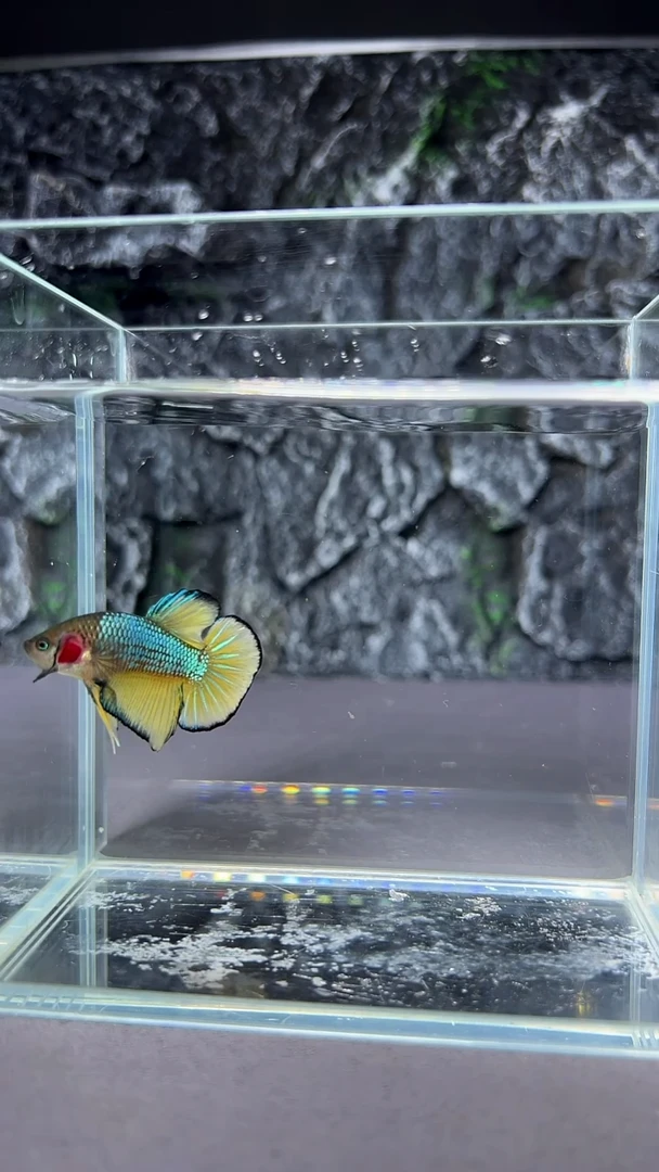 斗鱼竞拍链接S020