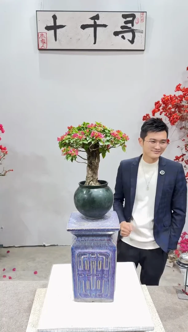 完全开放塔紫三角梅