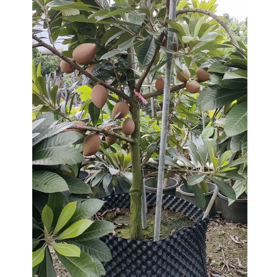 正品妈咪果靠接苗马加纳和潘婷妈咪果树苗盆栽