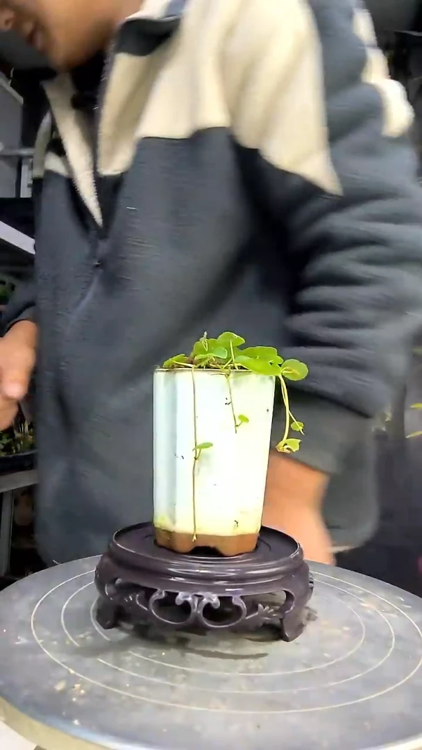 捏**吱中青园艺一物一拍花71