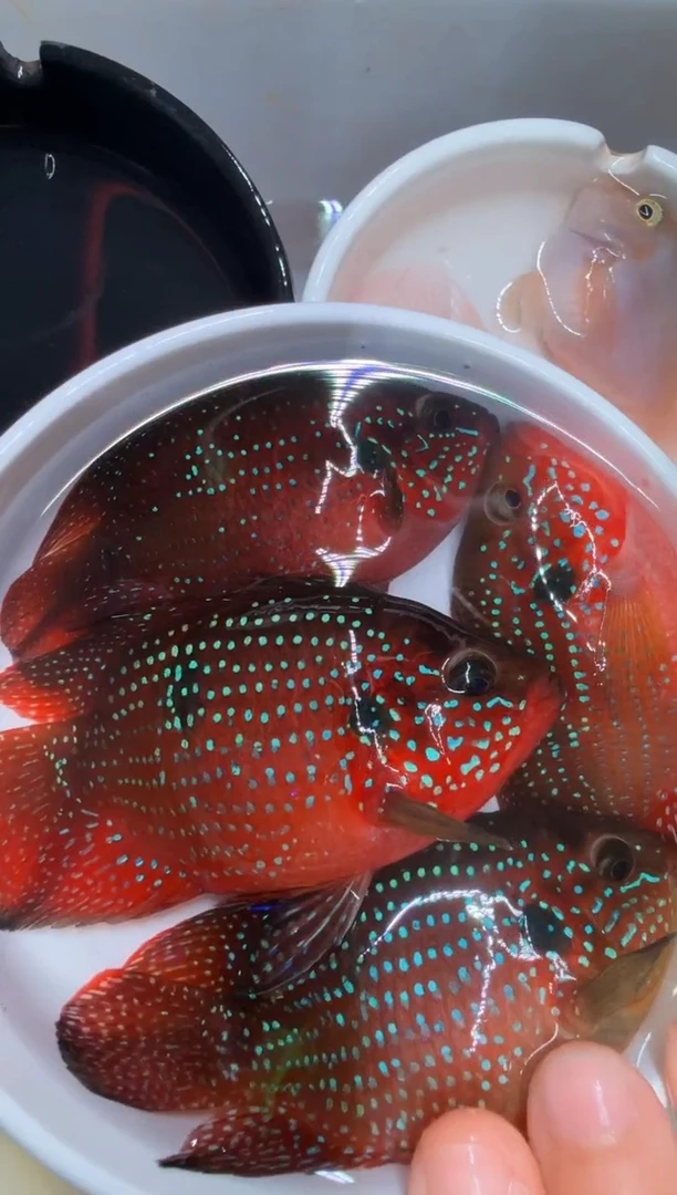 红宝石鱼2对红宝石