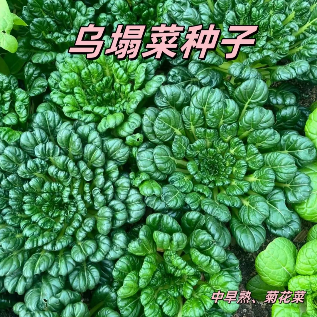 【绿心乌塌菜种子】菜地乌塌易栽培耐寒叶大肥厚纤维少乌塌菜