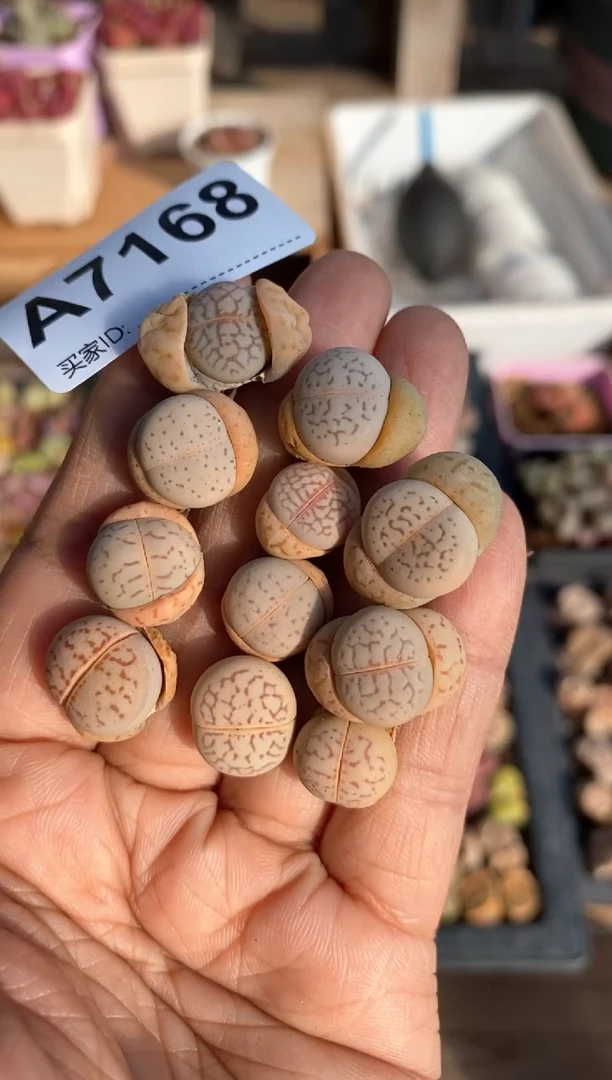 【闪购商品】直播间一物一拍7168