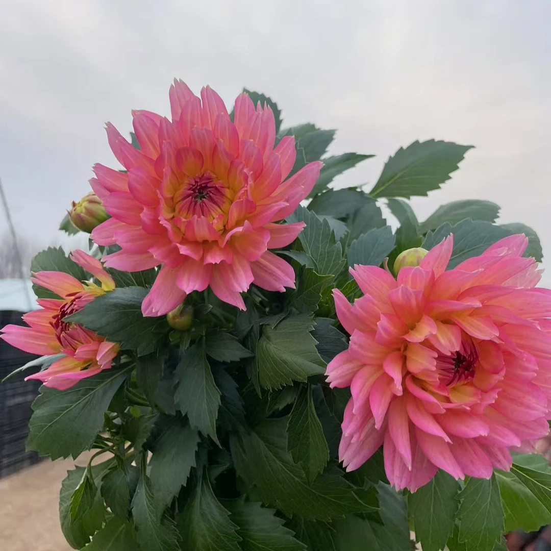 （肤色渐变）大丽花盆栽带花苞阳台庭院好养活四季开花鲜花花期超长