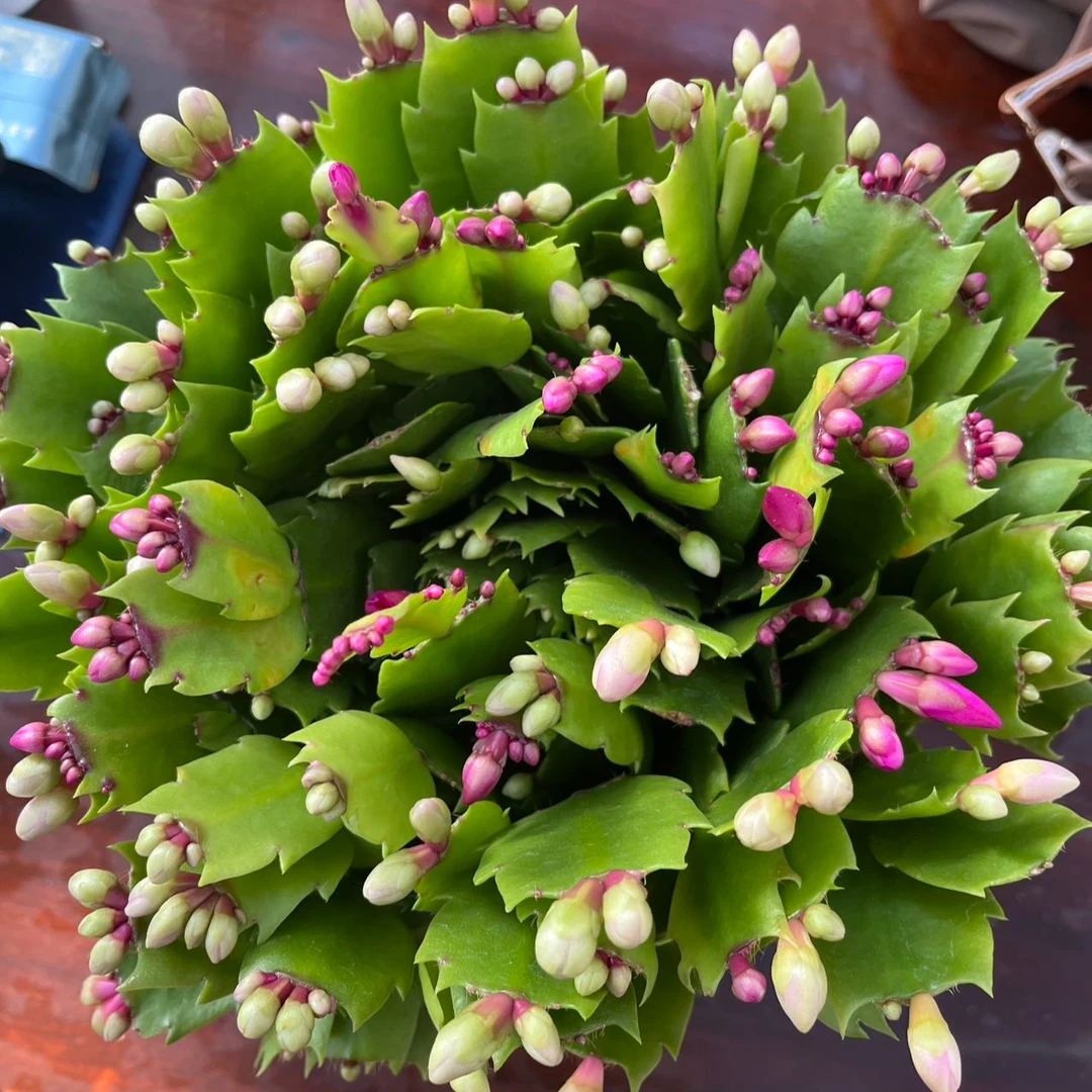 三色蟹爪兰盆栽带花苞好养耐活四季开花室内花卉