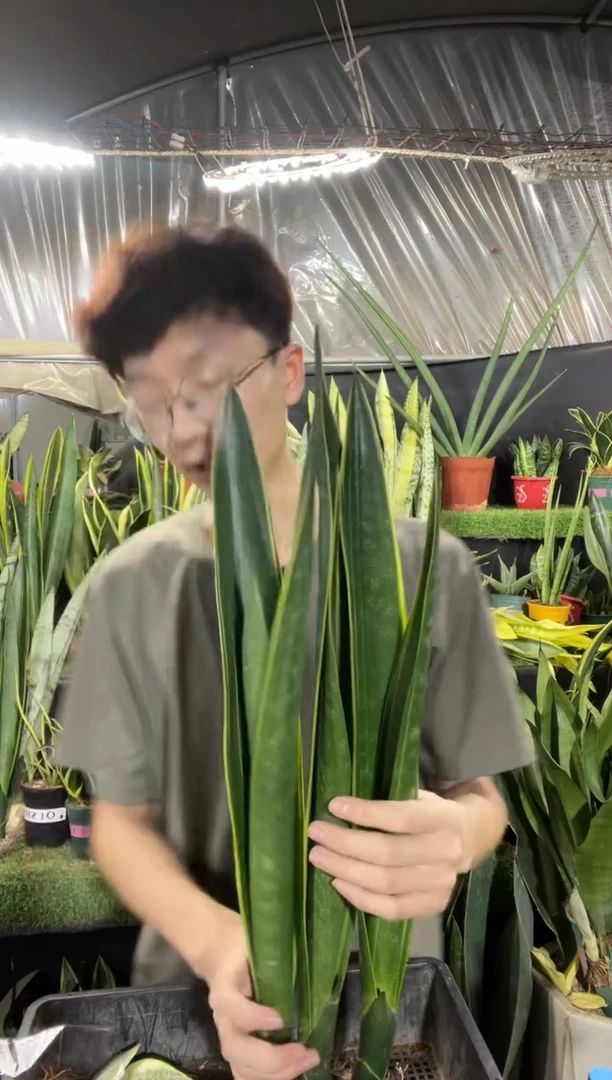 精品黑金裸根3棵25.8