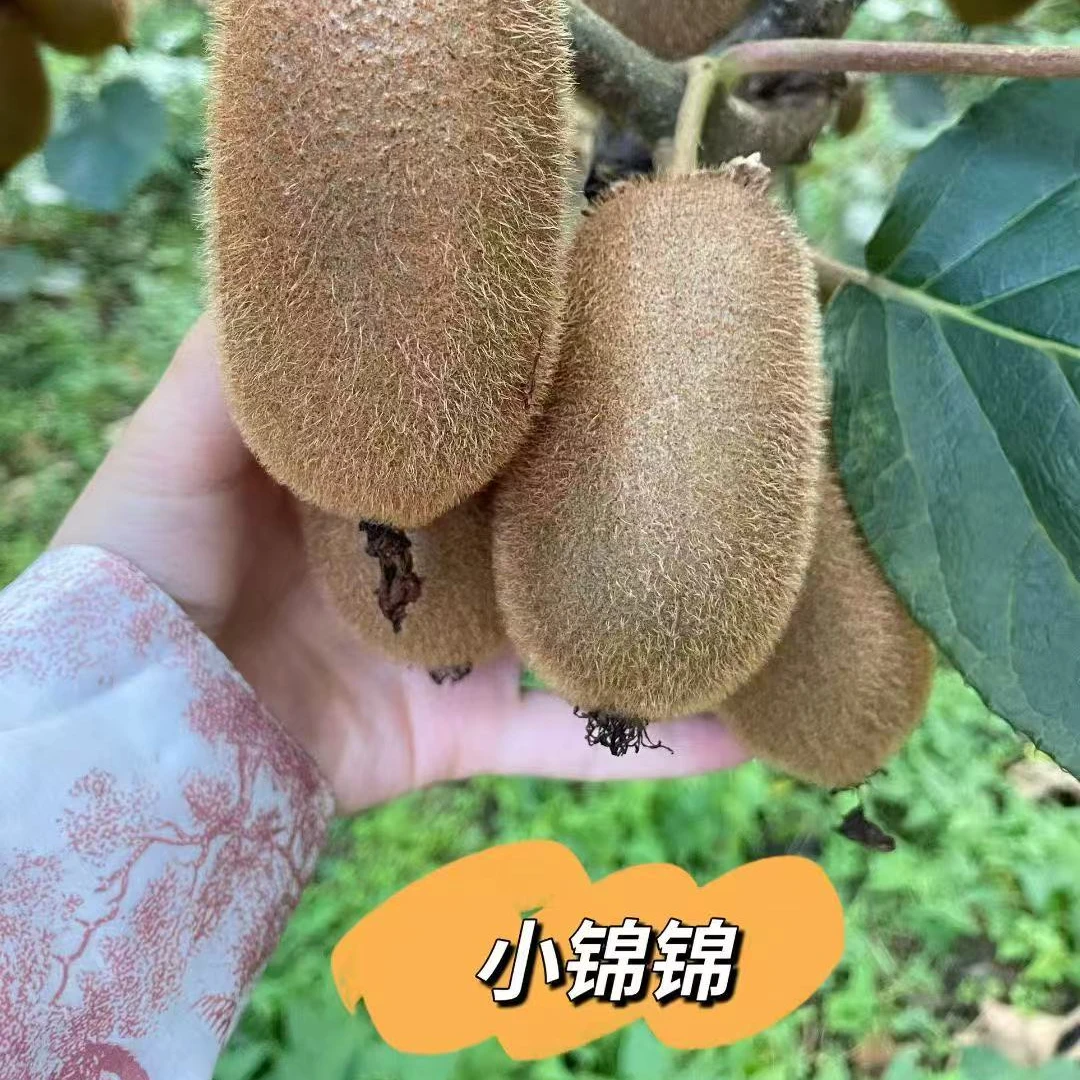 王子专属：贵州原生态种植：贵长猕猴桃主播自种5斤