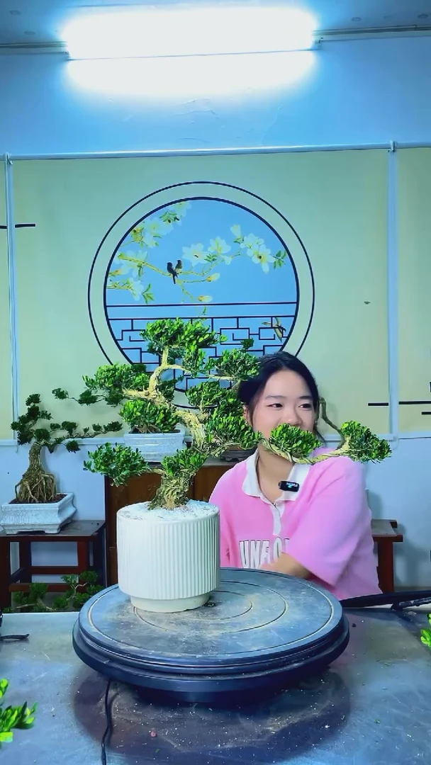 不开花植物广东高端黄杨盆景