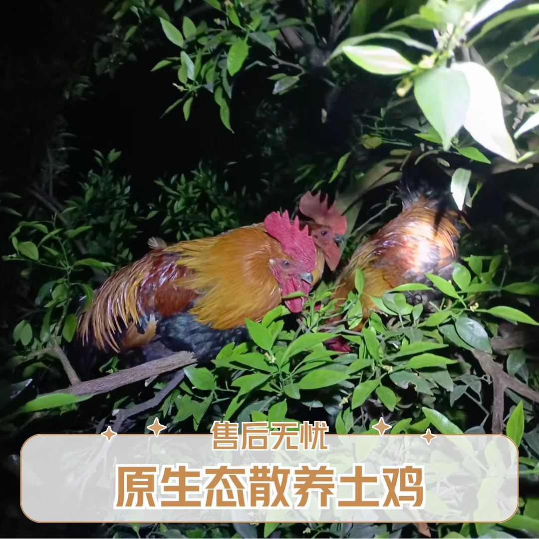 农家散养鸡走地鸡生态喂养营养美味