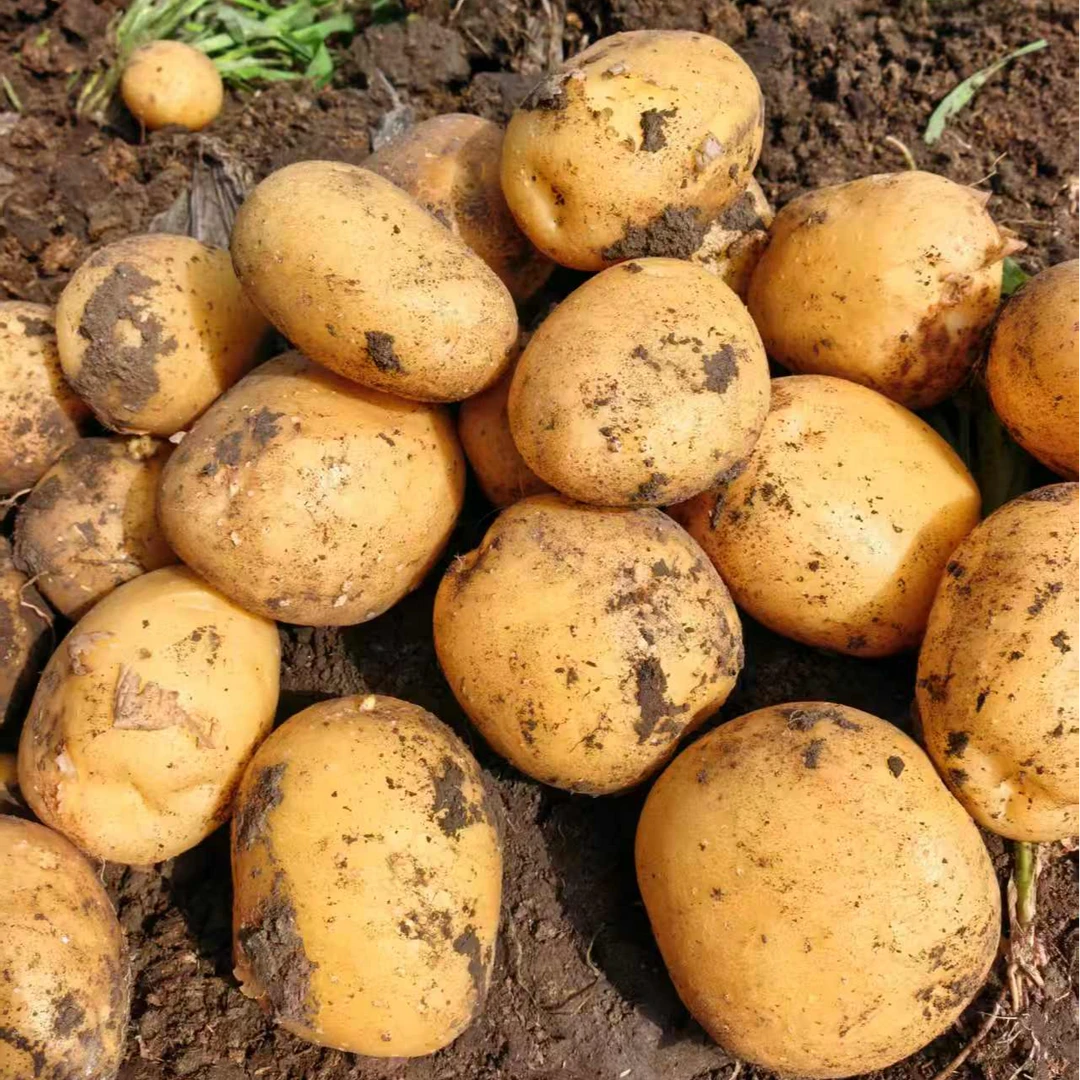 东北黑龙江小土豆5斤[单个1两到3两晾晒土豆干专用]