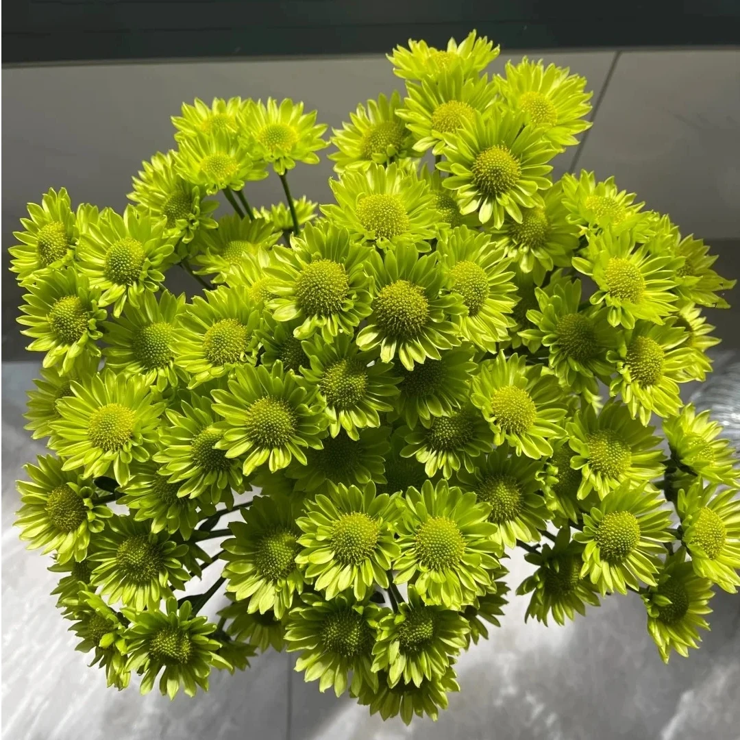 【AA级森系小绿小菊】超长待机，耐高温，无需打理适合懒人养护