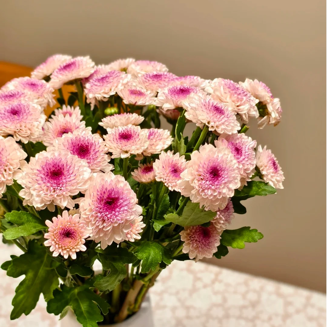 【福利爆款】单色小雏菊 店铺现货包邮 鲜花鲜切花