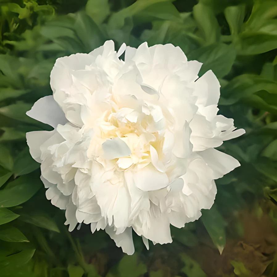 【象牙维克多】芍药重瓣大花耐寒耐旱