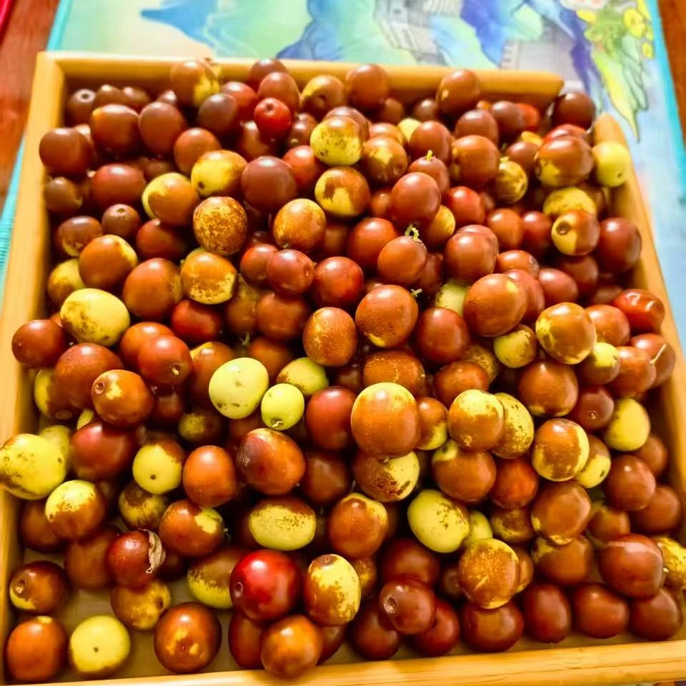 太行山酸枣新鲜酸枣现摘现发童年的味道