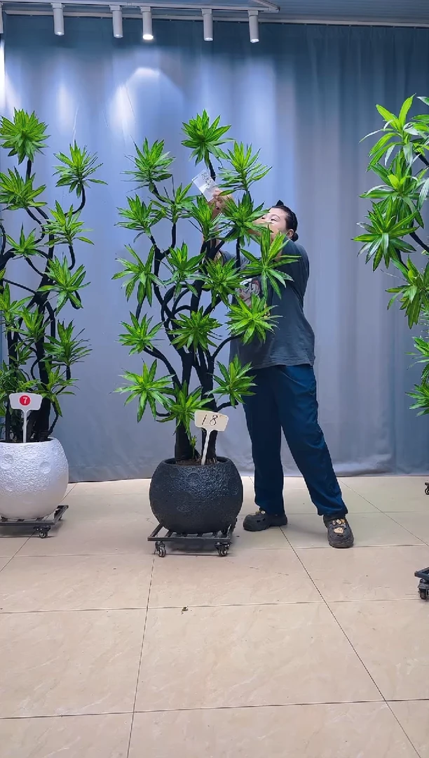 以实际为准鼎*金心百合竹