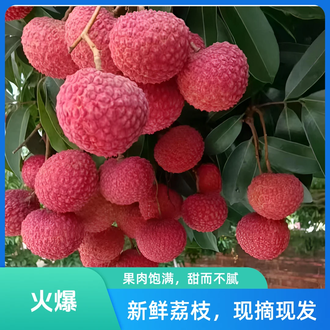 广西灵山当季新鲜现摘鸡嘴荔枝香甜可口皮薄肉厚