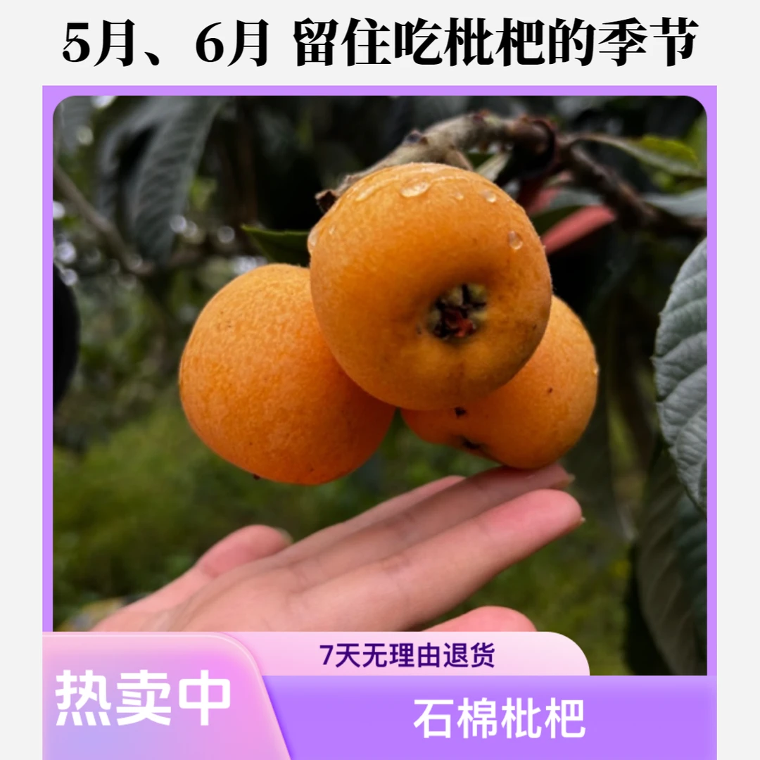 四川枇杷鲜果枇杷石棉县大渡河畔世界枇杷发源地西南山区包邮