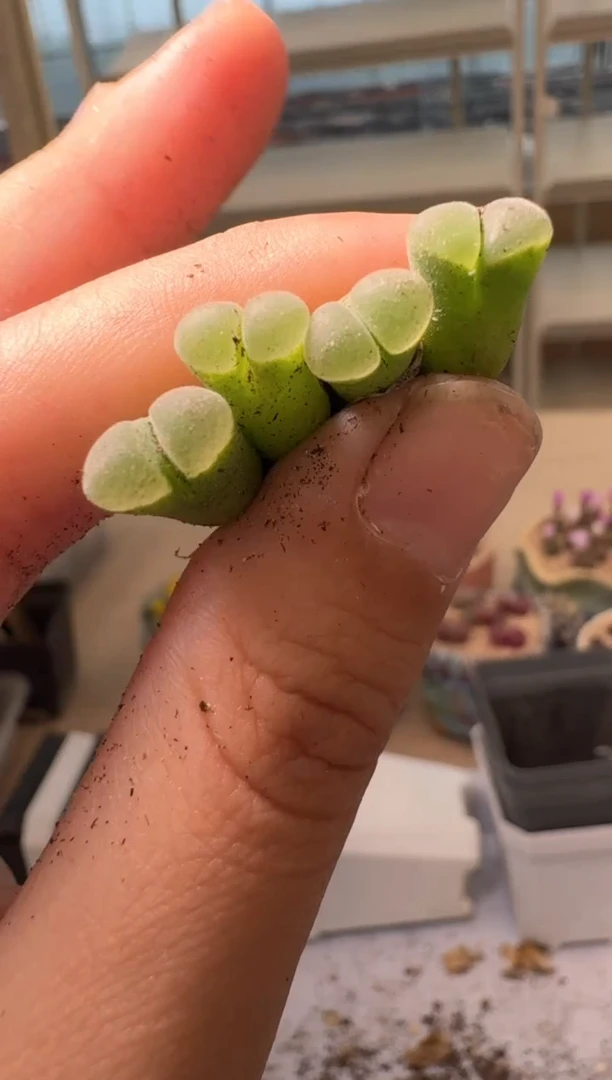 28-10多肉植物肉锥