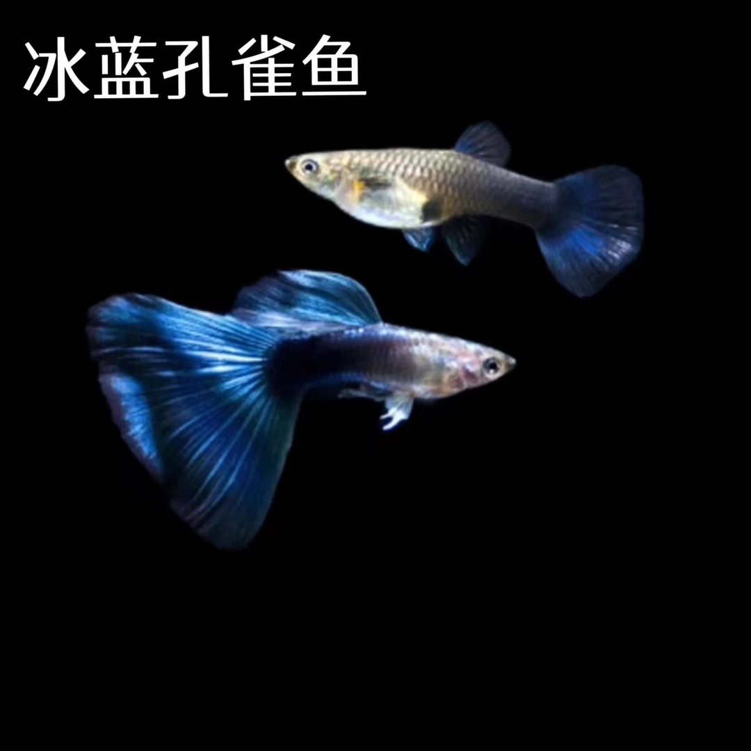 【冰蓝】精品孔雀鱼小型热带观赏鱼适合新手养殖耐活淡水鱼