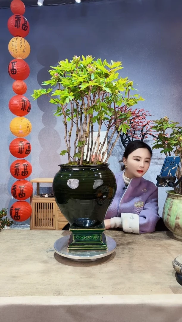 【闪购商品】盆景牡丹 洛阳红