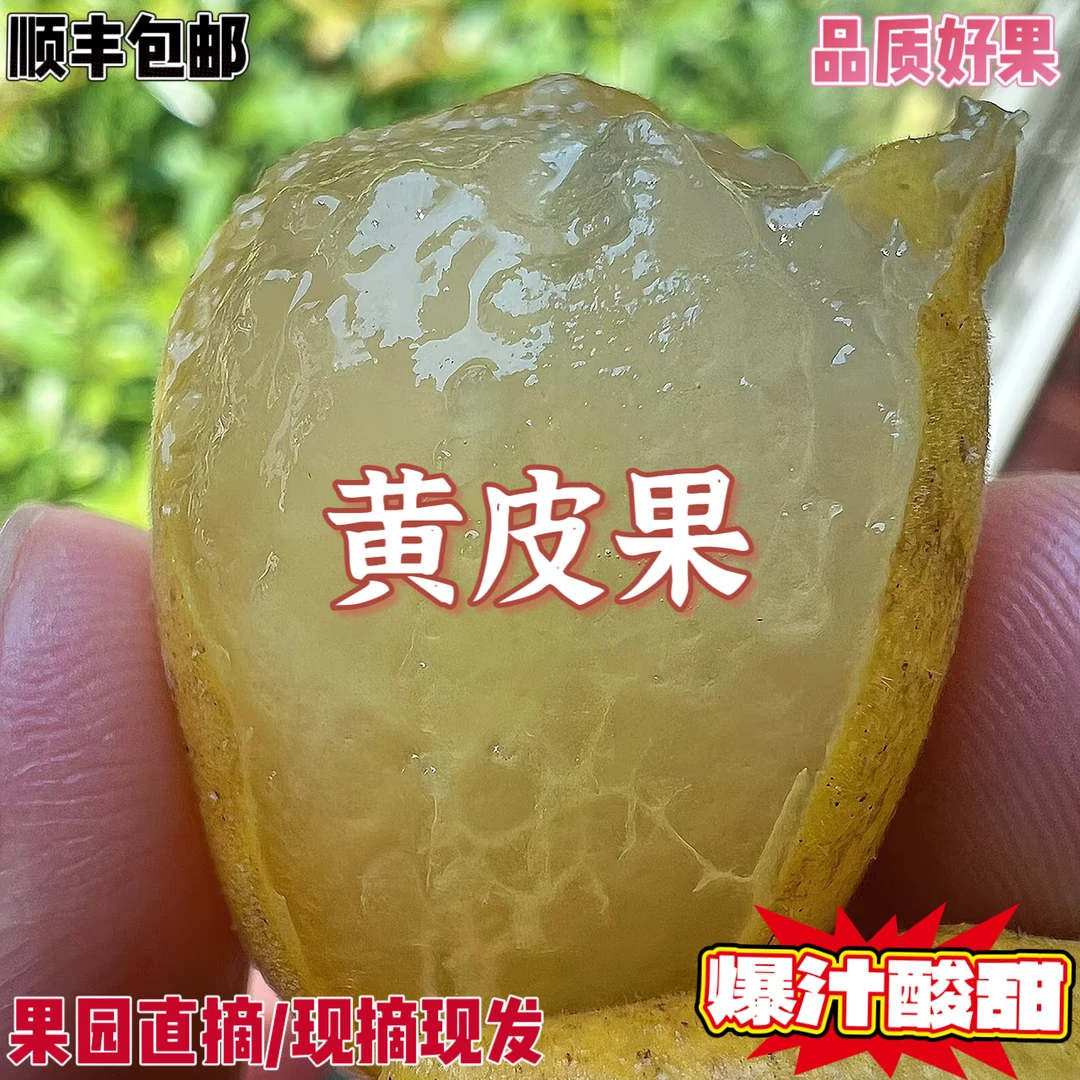 广东/广西 黄皮果 孕妇水果 酸甜口感 顺丰包邮