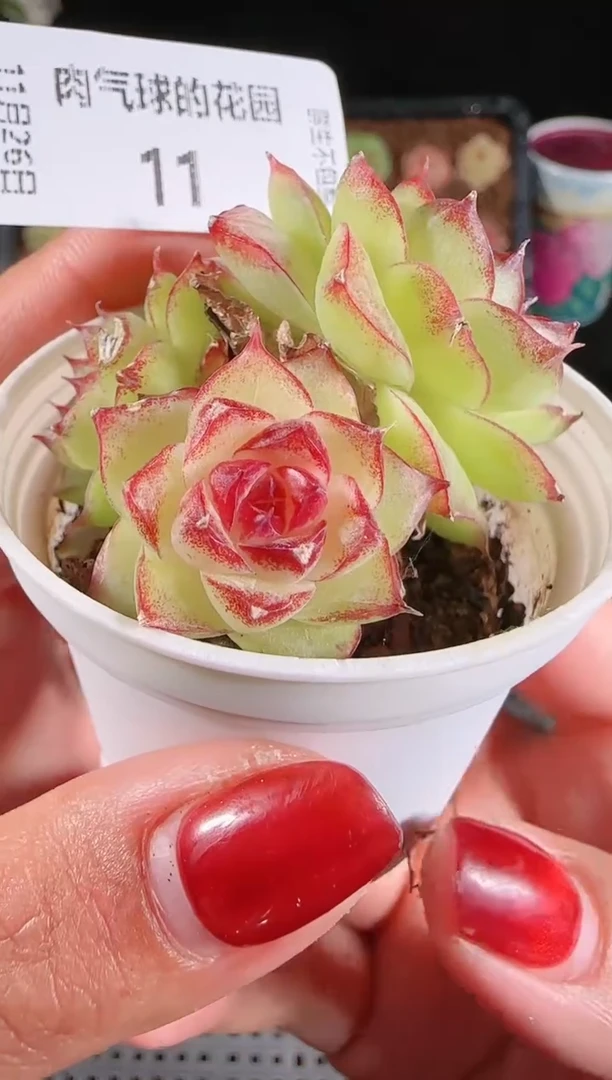 1126-11群生不包整