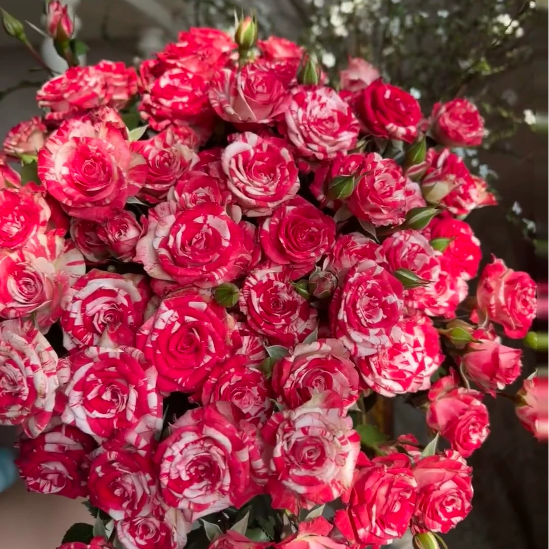 【梦幻水晶】条纹状多头泡泡四季开花阳台庭院种植