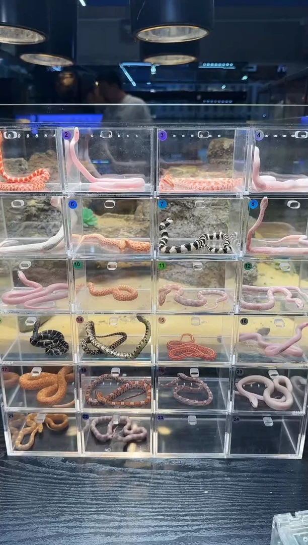 雨林蝎精品白化猪加白北康1186