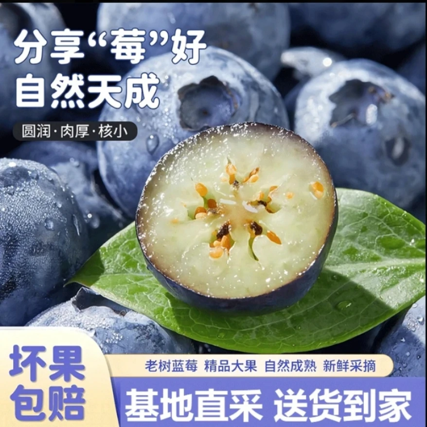 G【10盒装头茬特大果】花香蓝莓18-15mm 现摘现发 100g/盒10盒顺丰发货江苏省