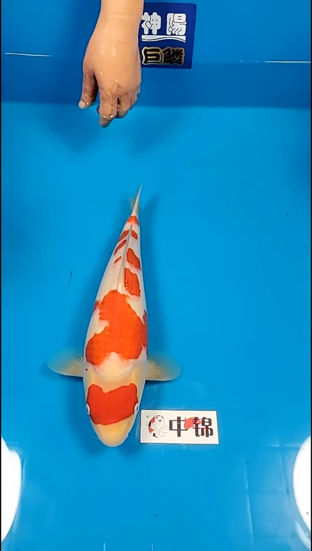 锦鲤【251216-02】红白 39公分 母鱼 (海怡)养至26年5月